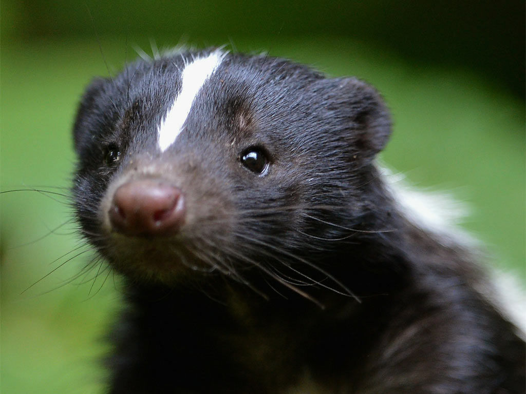 skunk